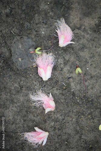 Indian Oak flowers (Barringtonia acutangula), also known as Freshwater mangrove or Itchytree, scattered on the ground. Native to Southern Asia. photo