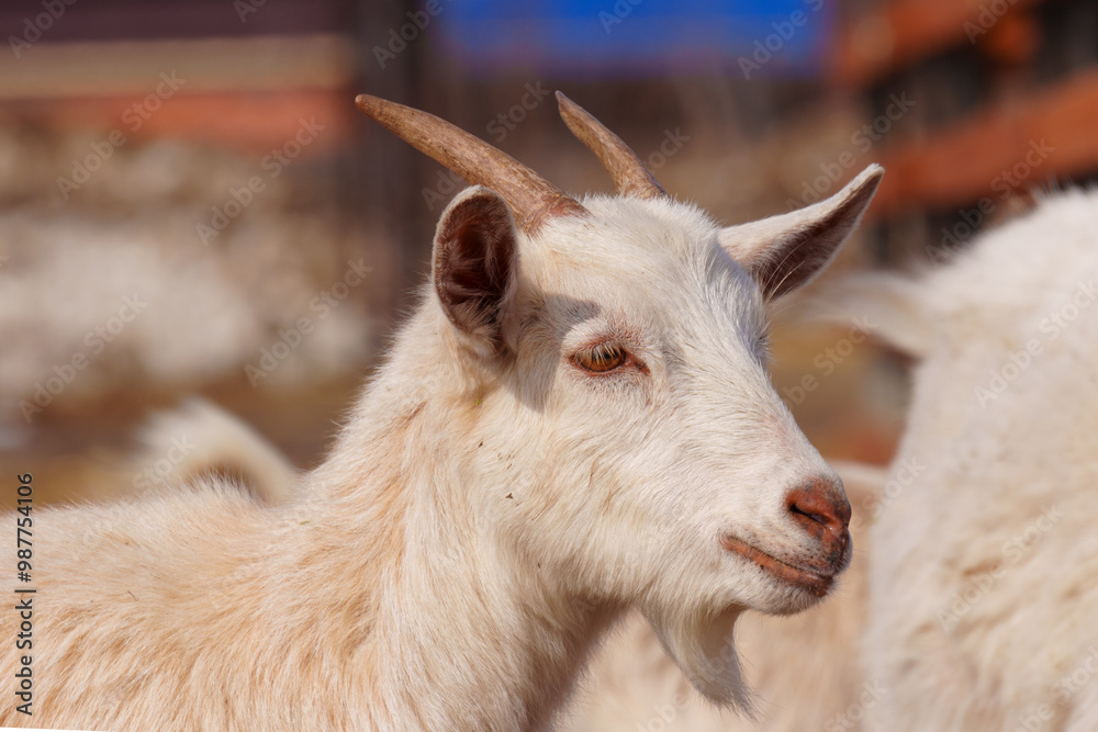 Close-up view of a curious goat surrounded by wooden fencing in a rustic pen. Close-up view of a curious goat surrounded by wooden fencing in a rustic pen.