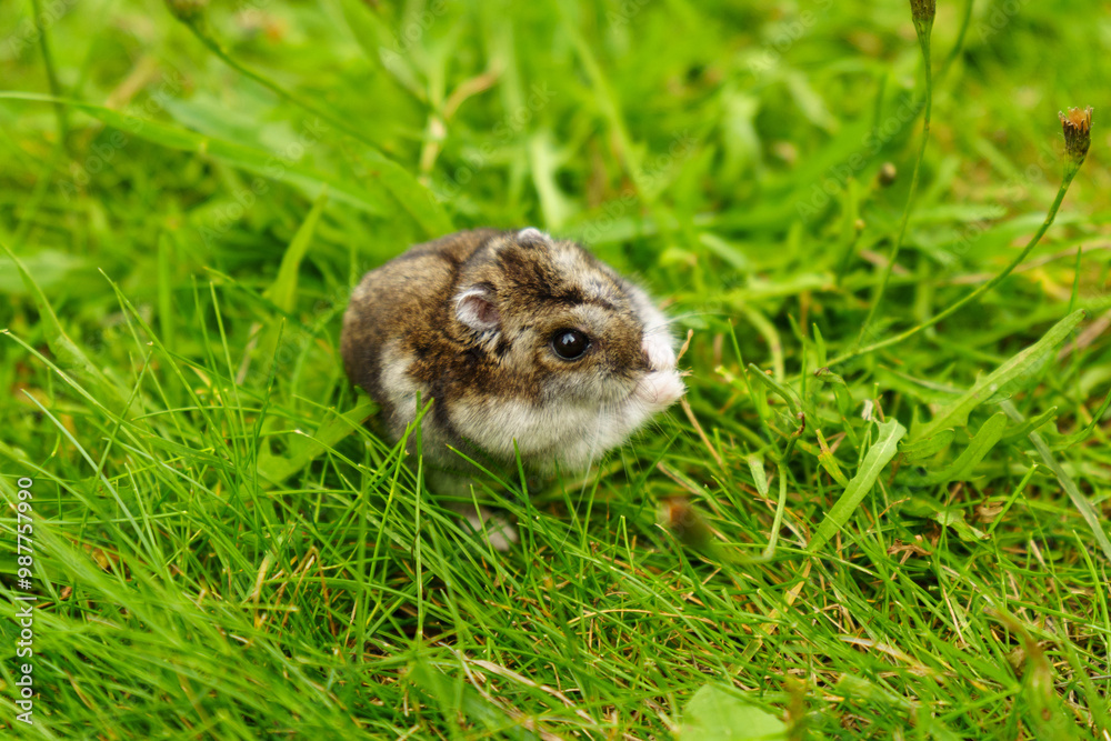 Fototapeta premium A curious small rodent explores fresh green grass on a sunny day in a vibrant meadow setting