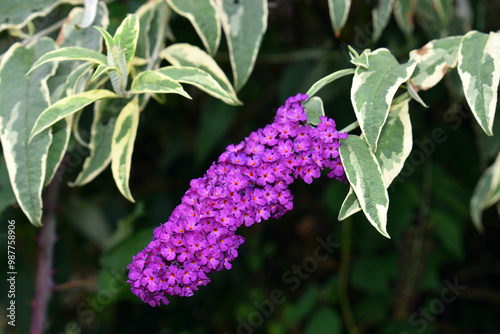 Bild auf Leinwand Purple flowers of Buddleja davidii Harlequin