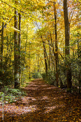 Beautiful autumn scenery along the Kephart Prong Trail at Great Smoky Mountains National Park.