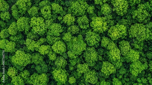 Aerial view of a tropical forest with a dense tree canopy, wildlife hiding below, serene natural landscape