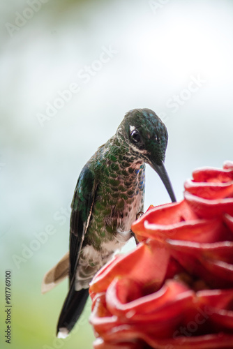 Colibrí photo