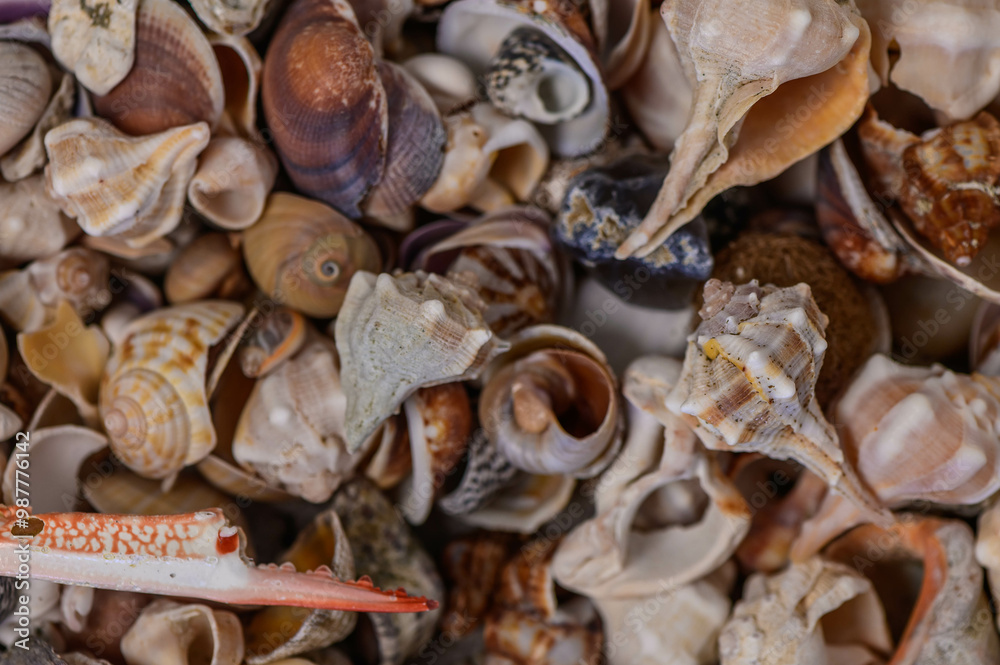 a variety of Mediterranean shells collected on the beach 1 a variety of Mediterranean shells collected on the beach 1