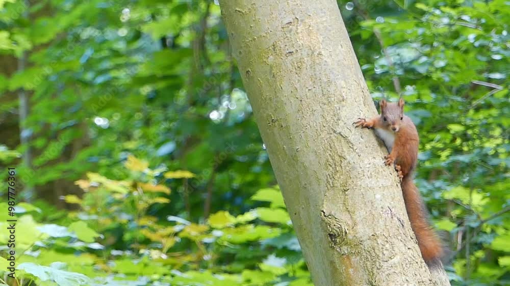 Squirrel sitting on trunk and observing, against greenery blur background Squirrel sitting on trunk and observing, against greenery blur background