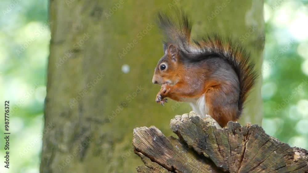 Red squirrel sitting on wood in the forest and eating, against blur background