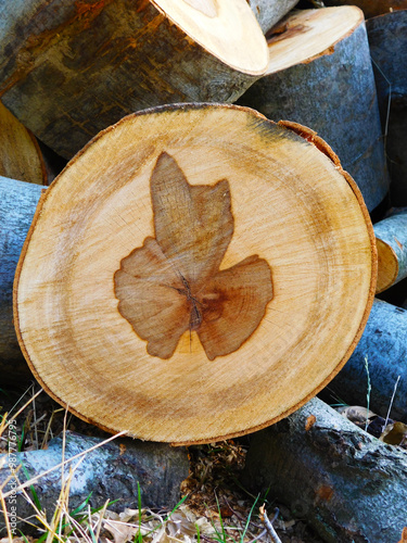 A close-up of a freshly cut tree log, featuring a unique dark wood grain pattern resembling a leaf or butterfly within the cross-section. 