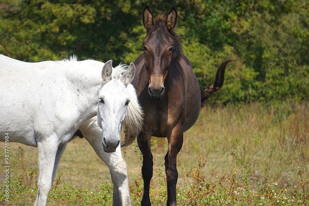 Zwei Pferde stehen auf einer Koppel auf einem Bauernhof: Ein weißes Pferd im Profil von der Seite und ein Pferd mit dunkel braunem Fell frontal von vorne Zwei Pferde stehen auf einer Koppel auf einem Bauernhof: Ein weißes Pferd im Profil von der Seite und ein Pferd mit dunkel braunem Fell frontal von vorne
