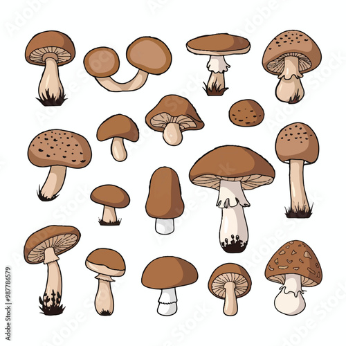 A collection of mushrooms with a white background