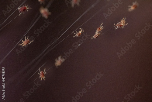 Tetranychus urticae red spider mite or two-spotted spider mite photo