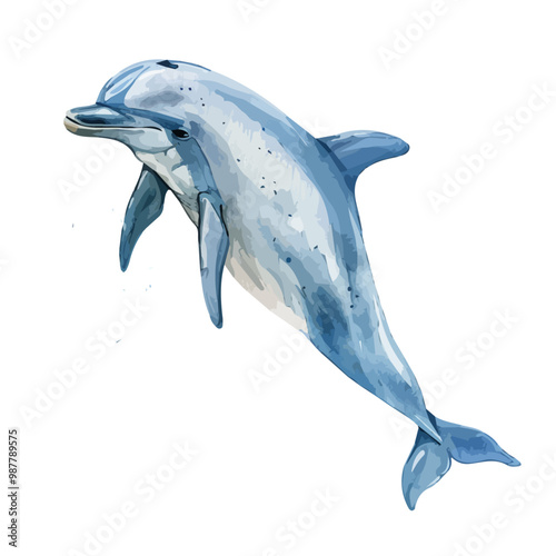 Watercolor drawing of Dolphin, isolated on a white background, and Dolphin vector