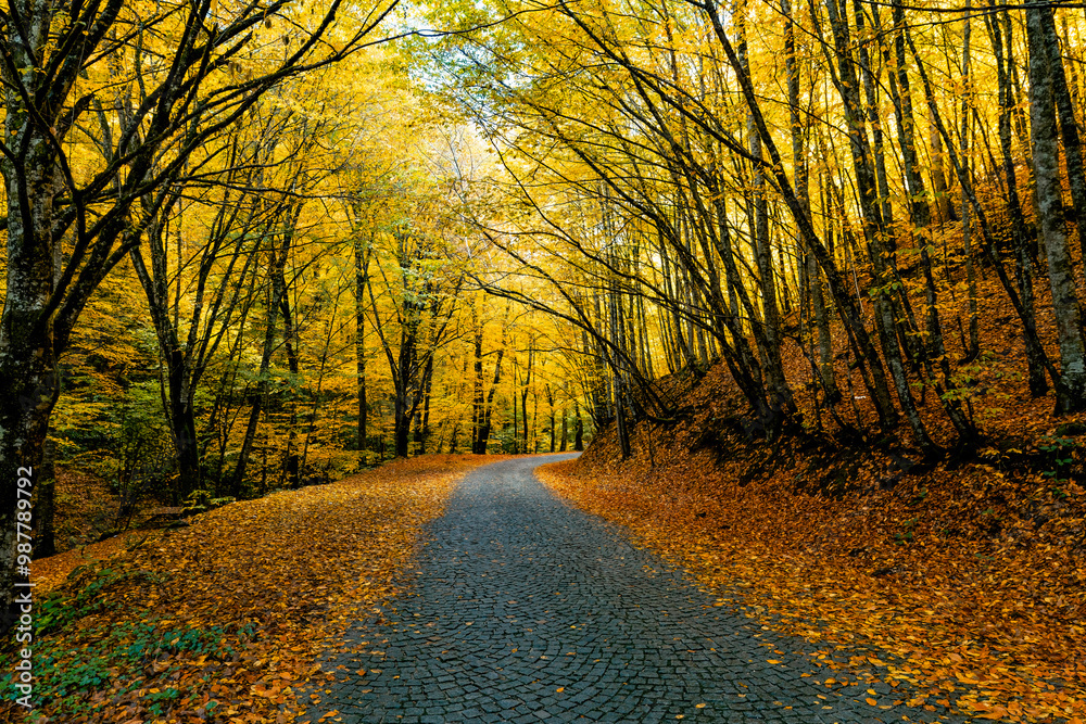 Obraz premium A wonderfully calm road in the forest among yellow and orange leafed trees. And the ground is completely covered with dry autumn leaves.