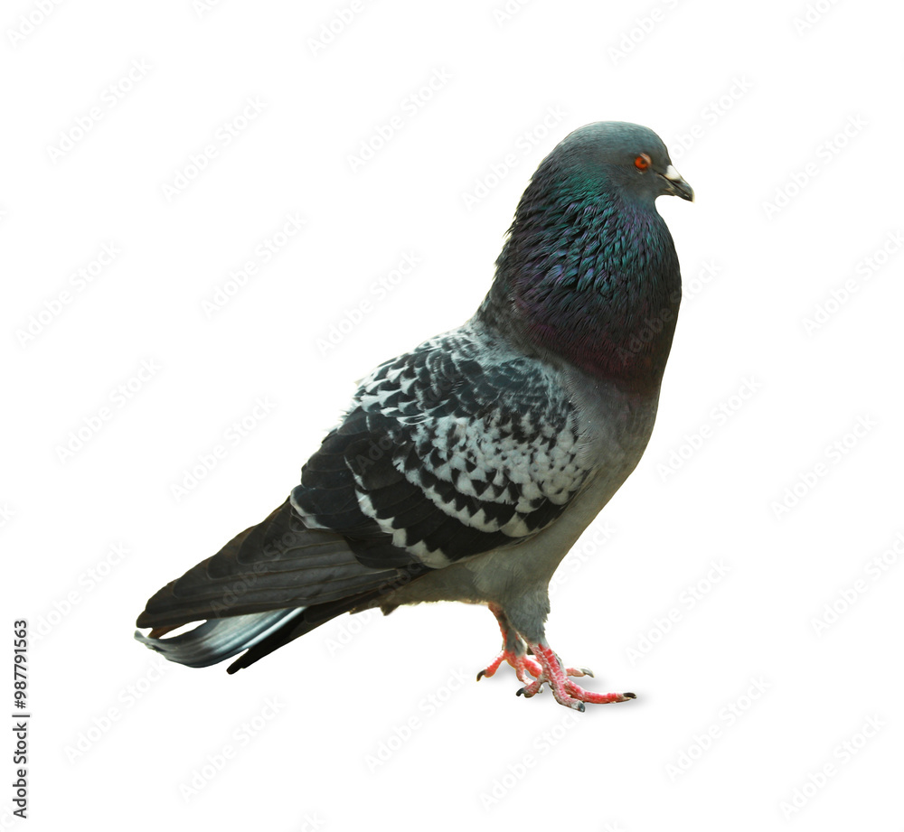 Fototapeta premium One beautiful grey dove on white background