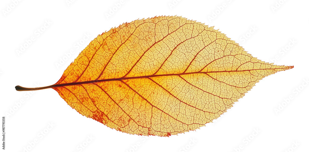 Detailed autumn leaf in transparent background veins visible conveying natures intricate beauty Detailed autumn leaf in transparent background veins visible conveying natures intricate beauty