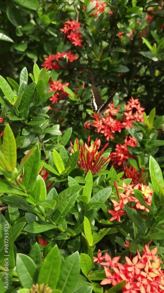 Beautiful butterfly flying on red flowers, vertical, slow motion video Beautiful butterfly flying on red flowers, vertical, slow motion video