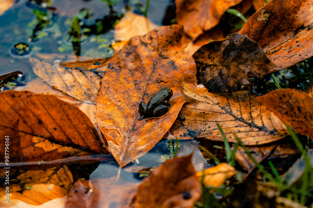 A baby frog camouflaged among the green leaves on the water in autumn. A baby frog camouflaged among the green leaves on the water in autumn.