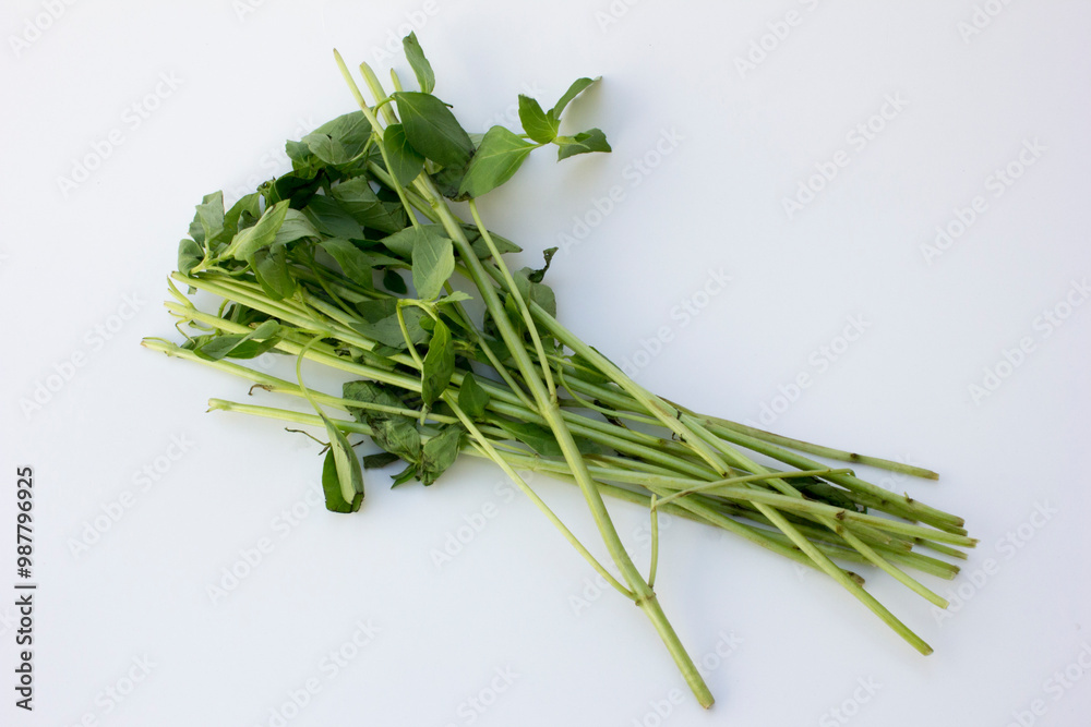 Distinguished by its citrusy scent and flavor, lemon basil (Ocimum basilicum citriodorum) adds brightness to dishes. Distinguished by its citrusy scent and flavor, lemon basil (Ocimum basilicum citriodorum) adds brightness to dishes.