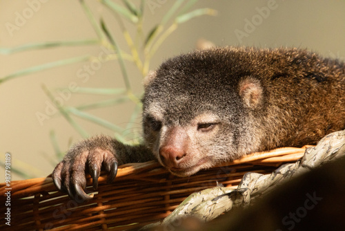 cute wild bear cuscus aulirops ursinus arboreal against blure background. photo