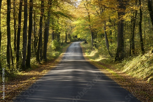 Scenic road through autumn forest with yellow and green trees