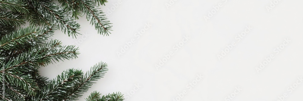 Obraz premium Frosted green pine branches with a dusting of snow, arranged on a clean white background for a winter holiday scene.