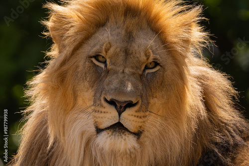 image of a lion's face. expression is calm and majestic