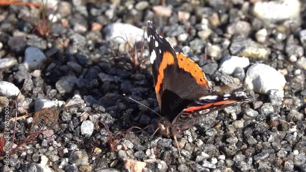 Red Admiral butterfly close up on the ground
Close view from Norawy, 2024
Red Admiral butterfly close up on the ground
Close view from Norawy, 2024