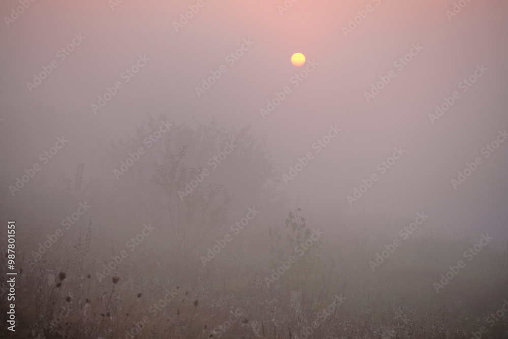 Obraz premium Foggy dawn on the field.
