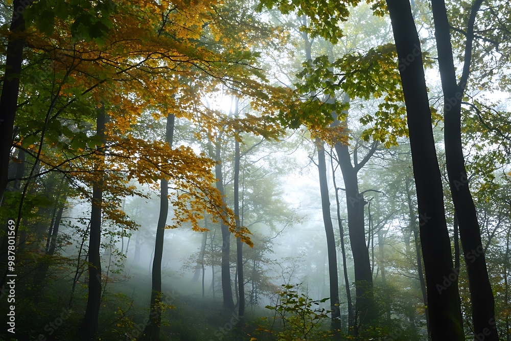 Mystical Forest Landscape with Fog and Sunlight Mystical Forest Landscape with Fog and Sunlight