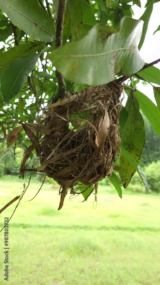 Bird nest on the tree branch, Nest made from dry grass, vertical, slow motion video.
