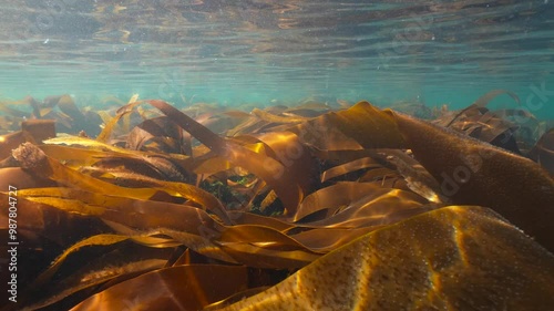 Kelp seaweed foliage underwater below water surface in the Atlantic ocean (furbellow Saccorhiza polyschides), natural scene, Spain, Galicia, Rias Baixas photo