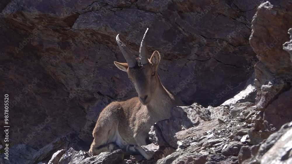 Young Southeastern Spanish Ibex (Capra pyrenaica hispanica)
Sierra Nevada, Spain nature and wild, 2024
Young Southeastern Spanish Ibex (Capra pyrenaica hispanica)
Sierra Nevada, Spain nature and wild, 2024