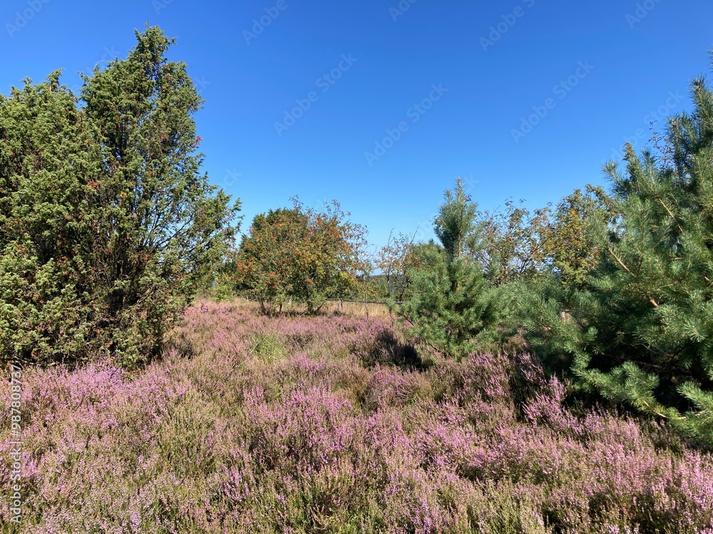 Naturlandschaft in der Lüneburger Heide Naturlandschaft in der Lüneburger Heide