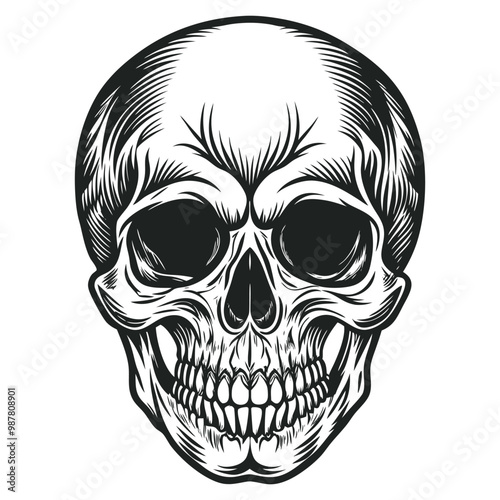 Black and white human skull vector illustration