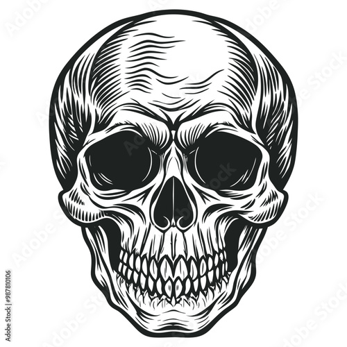 Black and white human skull vector illustration