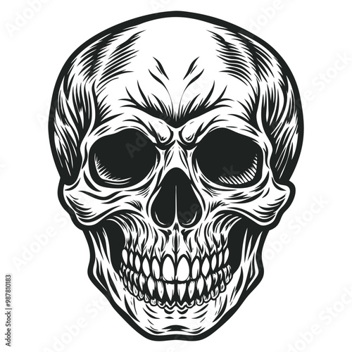 Black and white human skull vector illustration