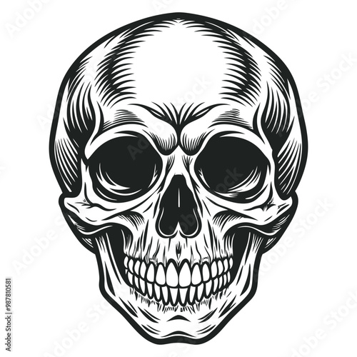 Black and white human skull vector illustration