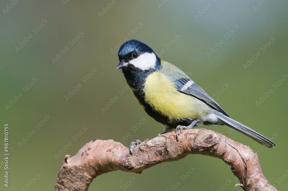 Parus major aka great tit perched on the dry tree. Common bird in Czech republic. Isolated on blurred background. Parus major aka great tit perched on the dry tree. Common bird in Czech republic. Isolated on blurred background.