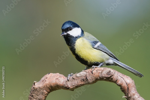 Parus major aka great tit perched on the dry tree. Common bird in Czech republic. Isolated on blurred background. photo