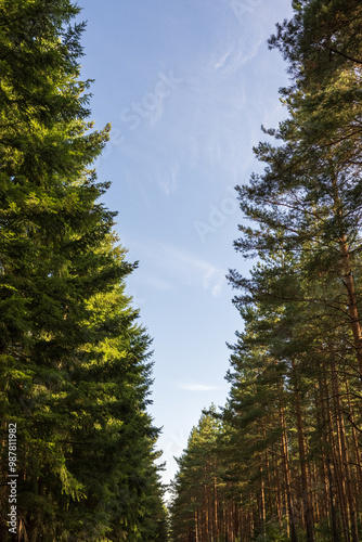 Tall trees stand on both sides of the path, with a narrow strip of clear blue sky overhead. photo