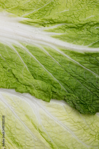 Napa Cabbage has been cultivated in China for over 1600 years and accounts for a major fraction of the total vegetable consumption in certain (northern) areas of the country.