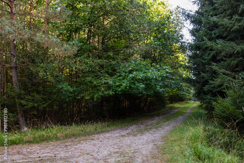 A dense forest and soft grassy meadow create a vibrant natural oasis, teeming with life and fresh air, serving as a rejuvenating retreat for all.