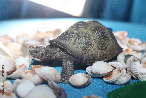 sea turtle on the beach photo