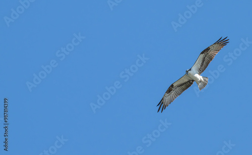 Osprey in flight against a blue sky.