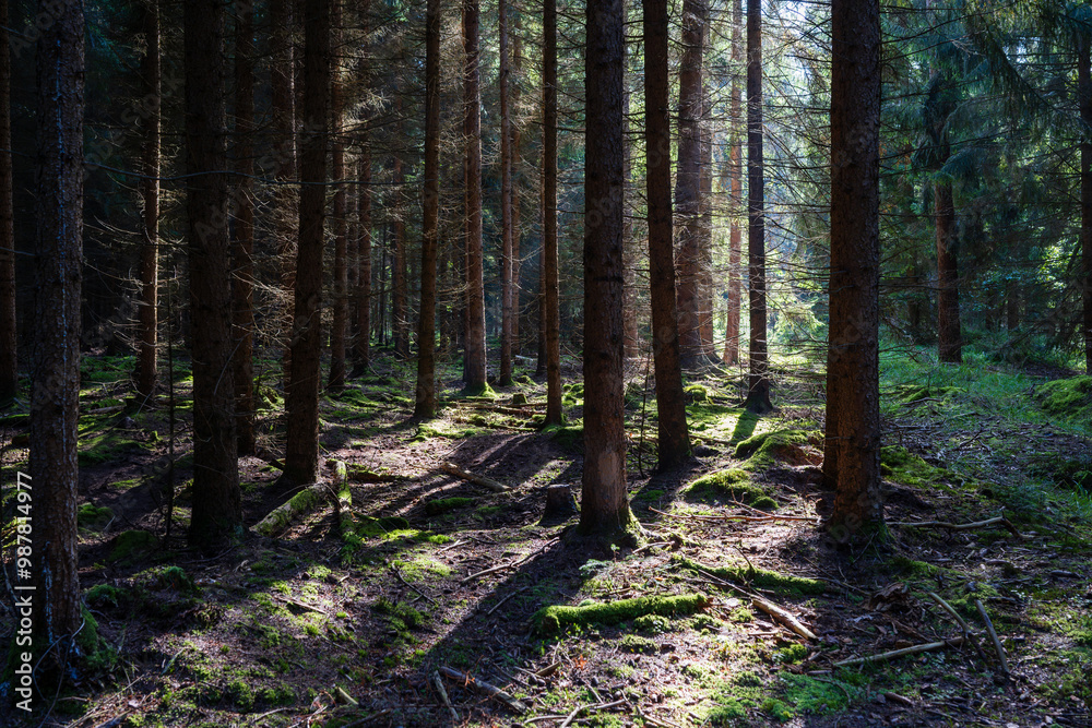 A dense forest and soft grassy meadow create a vibrant natural oasis, teeming with life and fresh air, serving as a rejuvenating retreat for all. A dense forest and soft grassy meadow create a vibrant natural oasis, teeming with life and fresh air, serving as a rejuvenating retreat for all.