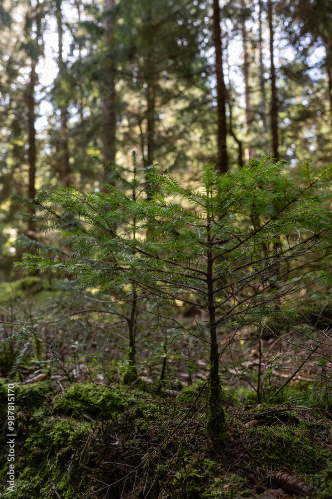 A small pine tree growing in the forest, surrounded by tall trees and sunlight filtering through them onto its green leaves. The background is filled with other types of forests A small pine tree growing in the forest, surrounded by tall trees and sunlight filtering through them onto its green leaves. The background is filled with other types of forests