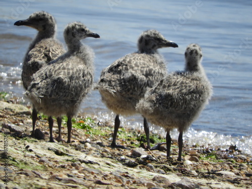 baby seagulls photo