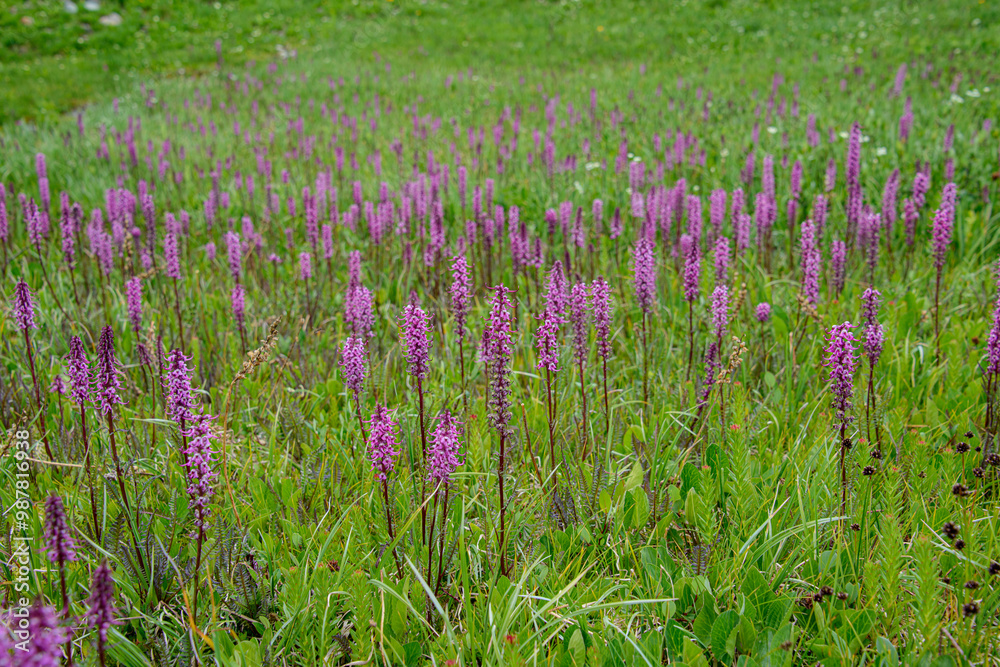 Fototapeta premium field of flowers