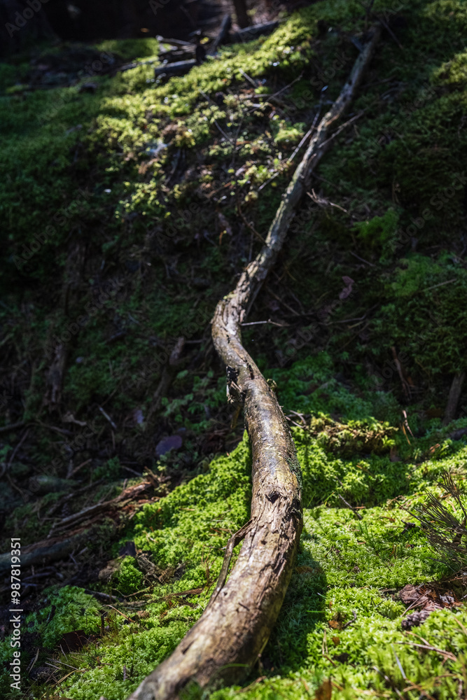 A fallen tree branch lies on the mossy ground, its shadow casting long and deep across an ancient forest floor. A fallen tree branch lies on the mossy ground, its shadow casting long and deep across an ancient forest floor.