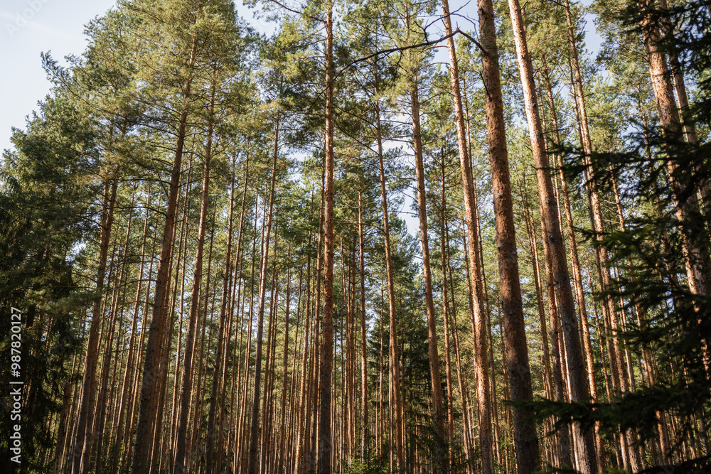 Fototapeta premium A tall pine forest with the sun shining through the trees.