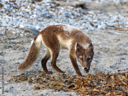 Arctic Fox Cub during the Summer, Gnålodden, Hornsund fjord, Spitzbergen, Svalbard photo